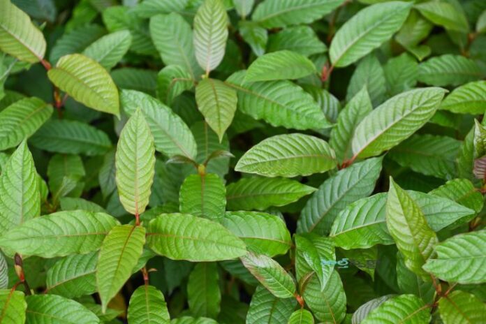 Kratom_ What It Is, Benefits and Known Risks