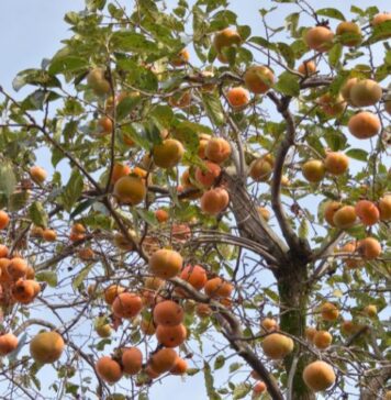 తునికి పండ్లు: పోషక విలువలు, ఆరోగ్య ప్రయోజనాలు, దుష్ప్రభావాలు Persimmon Fruit_ Nutritional values, Health Benefits and Precautions