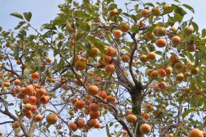 Persimmon Fruit_ Nutritional values, Health Benefits and Precautions