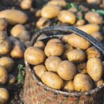 Potatoes