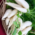 Radish