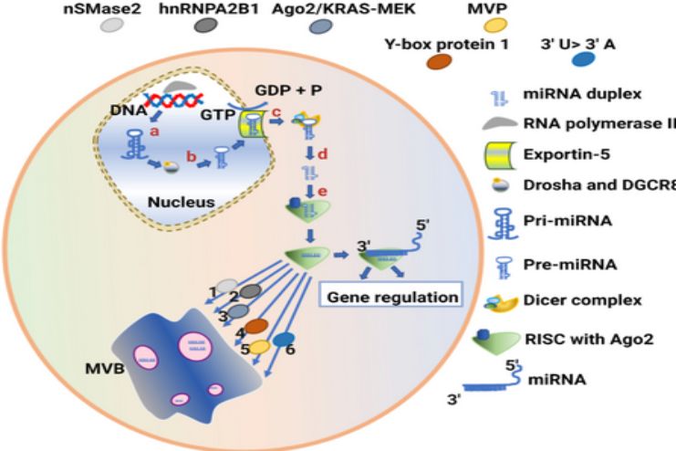 Regulating potential sources of variant Creutzfeldt-Jakob diseas