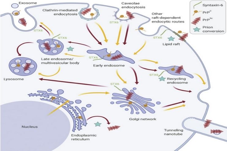 Risk factors of Creutzfeldt-Jakob diseas