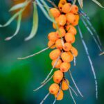 Sea Buckthorn