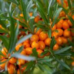 Sea Buckthorn is a thorny shrub