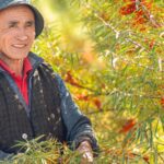 Sea buckthorn berries