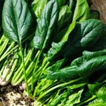 Spinach