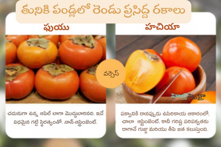 Types of persimmon