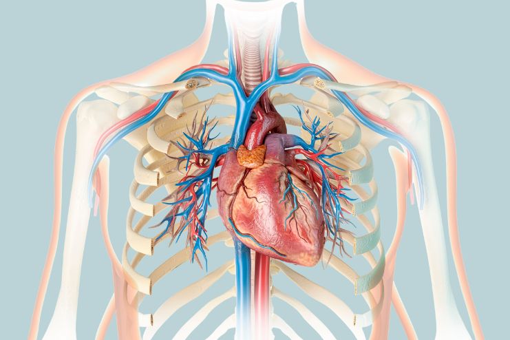 What Happens During a Normal Heartbeat