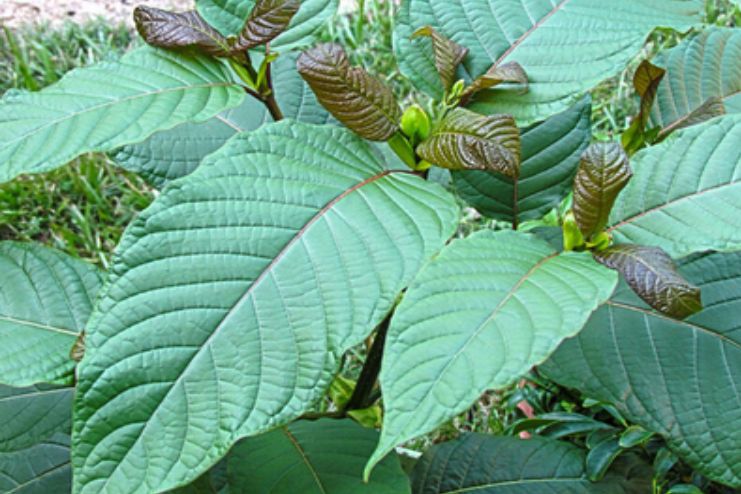 What Is Kratom