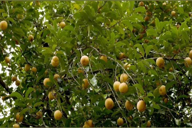 What Nut meg contains of