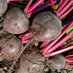 beetroot benefits monsoon