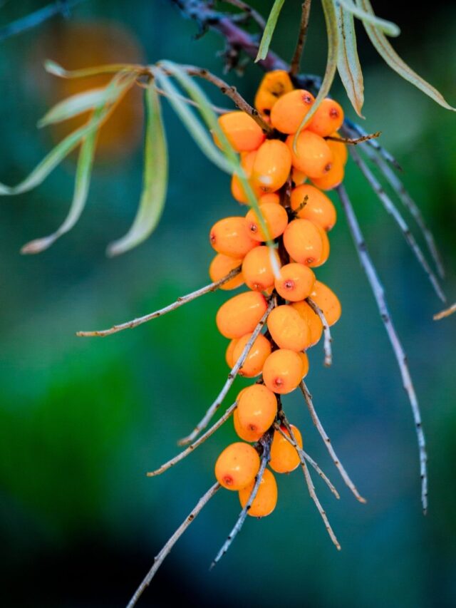 సీ బక్‌థార్న్‌: హిమాలయాల బంగారు బెర్రీ ప్రయోజనాలు తెలుసా?