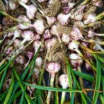 garlic for immunity
