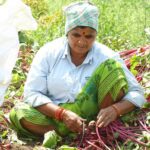 root vegetables