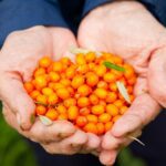 sea buckthorn uses and benefits