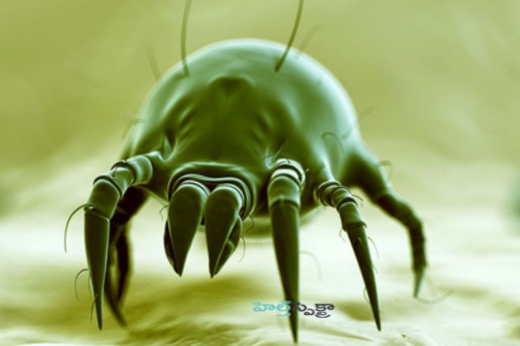 Dust mites