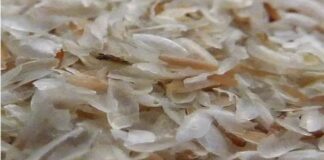 ఇసప్గలువిత్తుల ఊక: పోషకాలు, ప్రయోజనాలు, జాగ్రత్తలు, మోతాదు - Isabgol: Natural Solution for Digestive and Metabolic Health Isabgol_ Natural Solution for Digestive and Metabolic Health