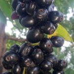 Jamun fruit