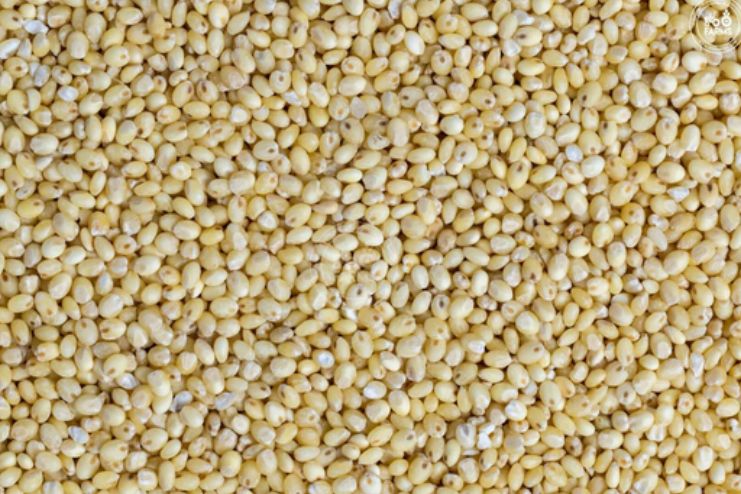 Proso millet Health Benefits 2