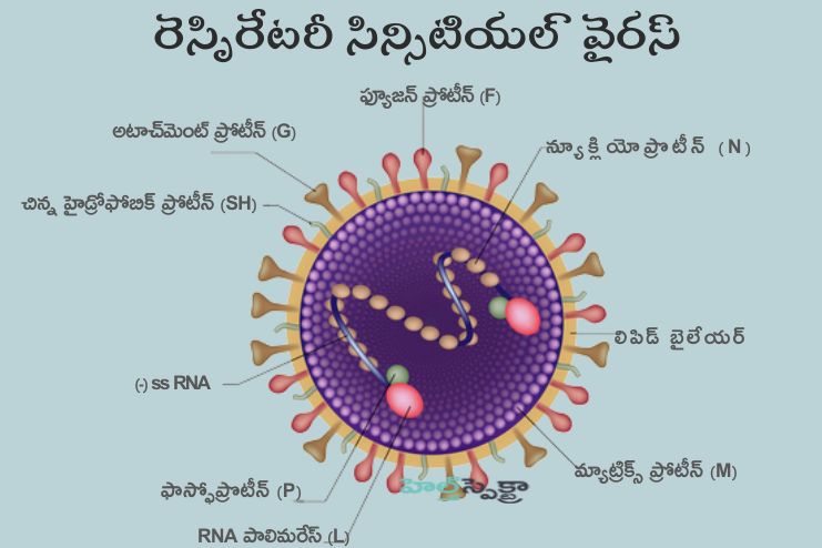 Respiratory Syncytial Virus (RSV)