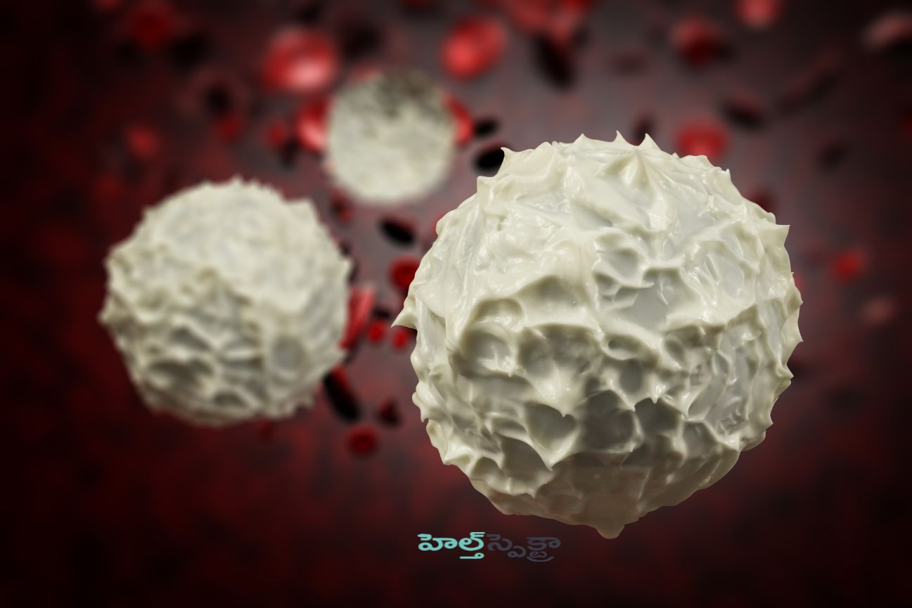 What are white blood cells