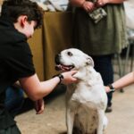 diwali pet safety tips