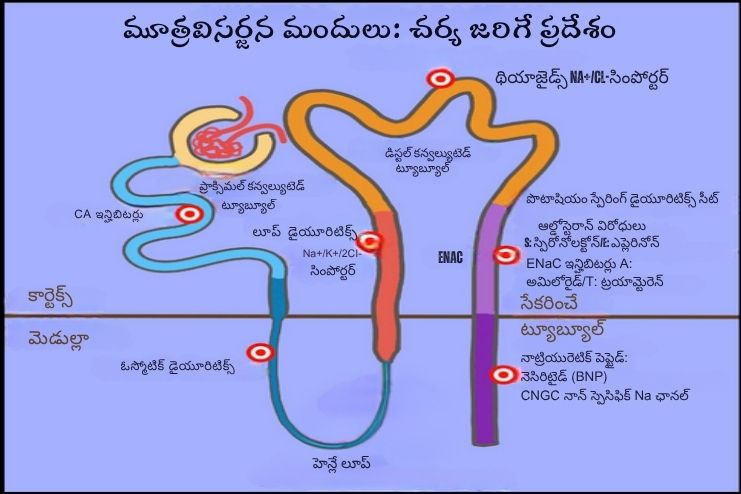 how do diuretics work in the body