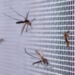 mosquito nets for windows monsoon