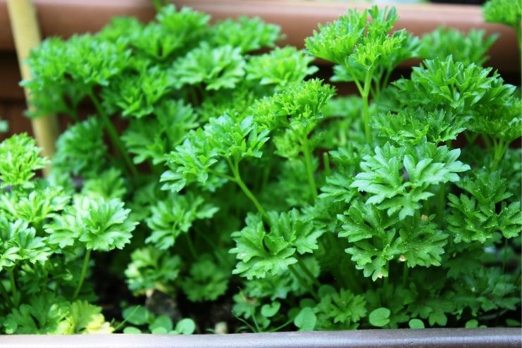 parsley