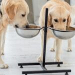 pets water bowls clean