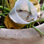 prevent mosquito breeding at home