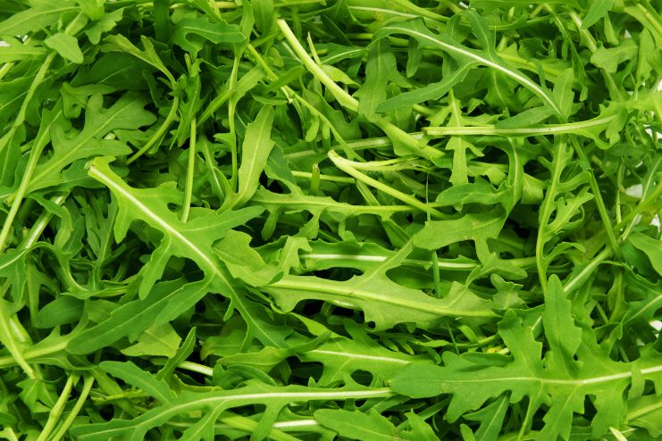 Arugula