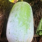 Ash Gourd Health benefits