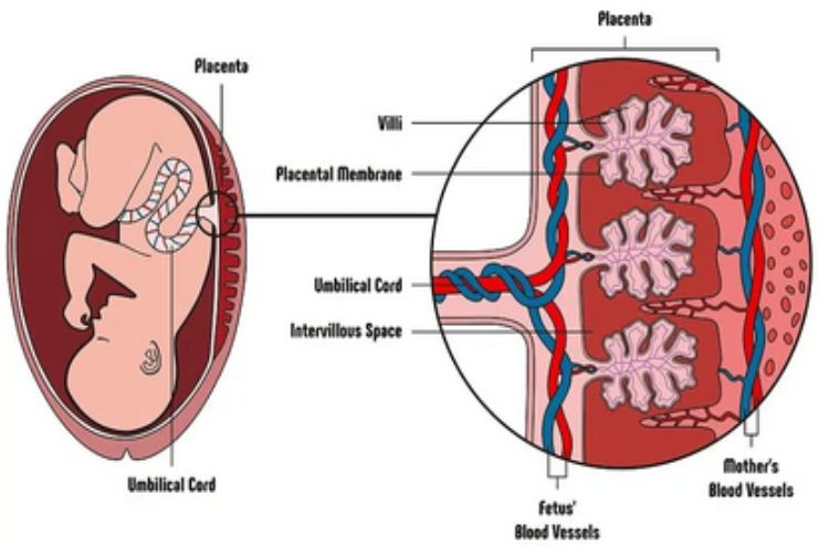Complications with Rh Factor