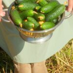 Cucumber