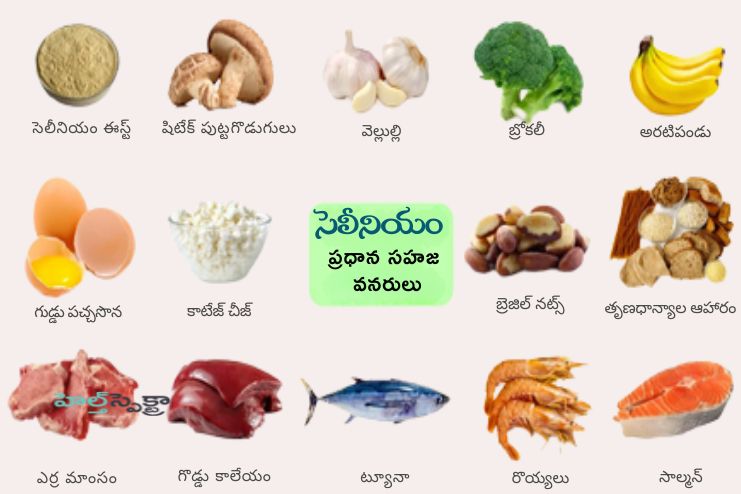 Food sources of selenium