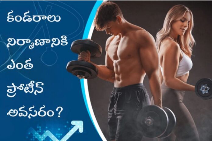 How much protein required for muscle building