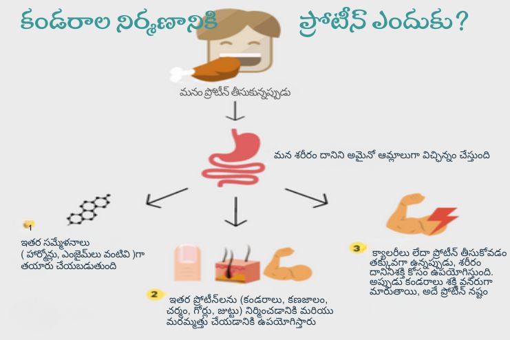 Protein role in building muscle