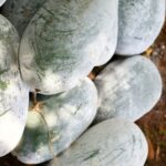 ash gourd for immunity