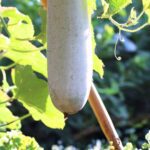 ash gourd for ulcers