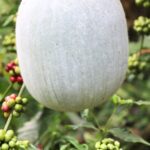 ash gourd natural coolant