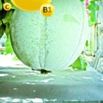 ash gourd nutrition