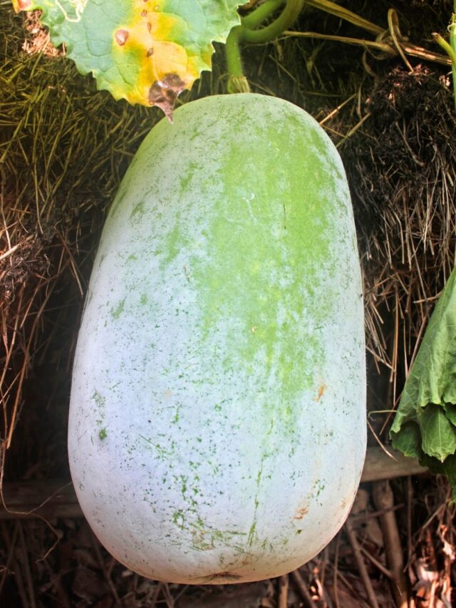 బూడిద గుమ్మడికాయతో ఆశ్చర్యకర ప్రయోజనాలు మీ సోంతం