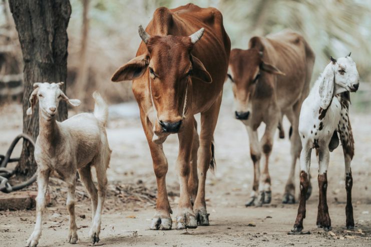 Anti-Inflammatory and Antioxidant Potential