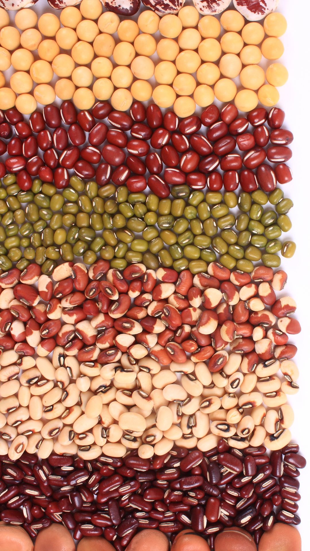 Beans