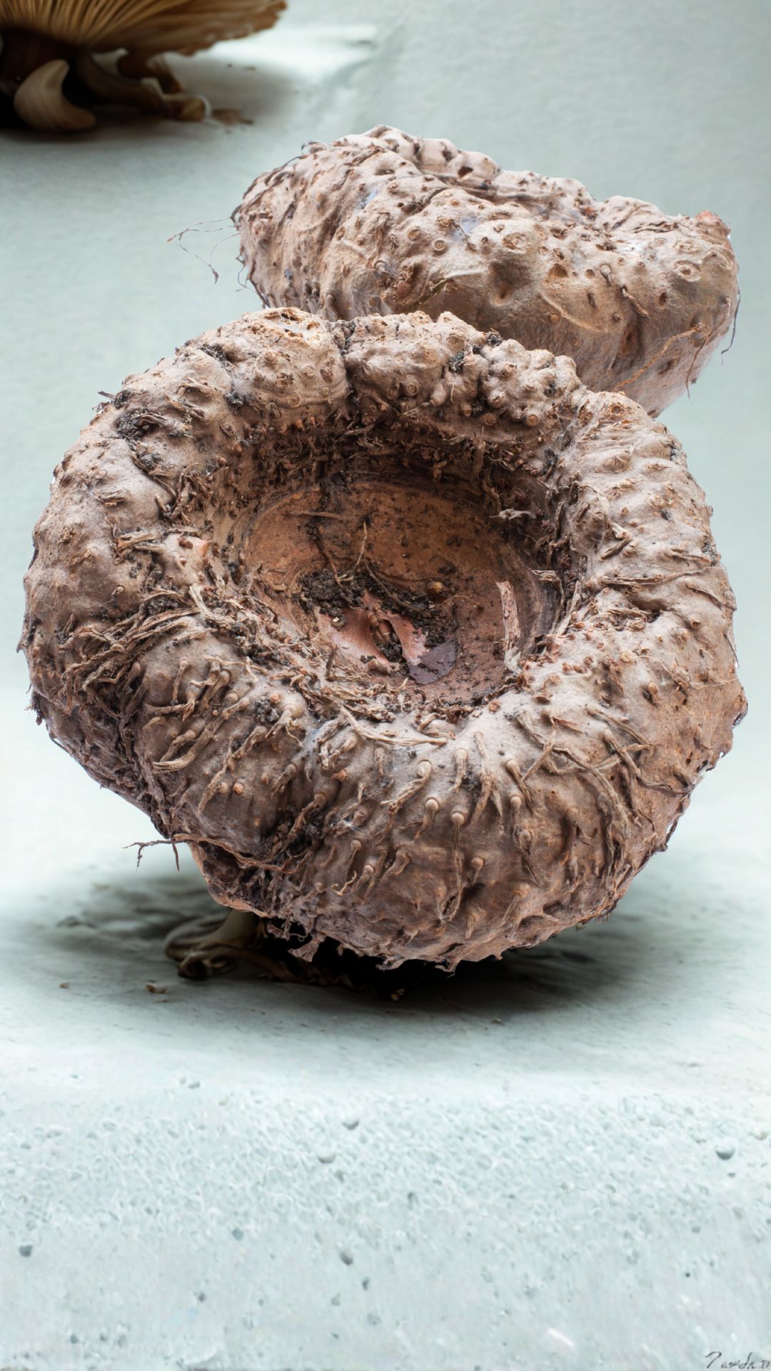 Elephant Yam
