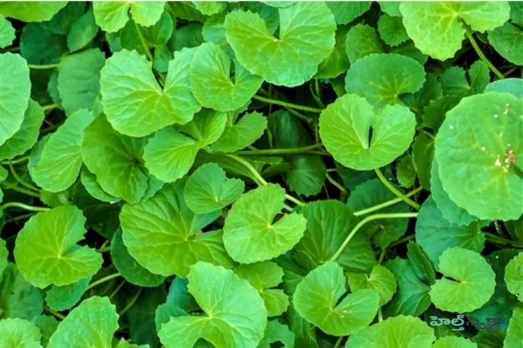 Gotu kola