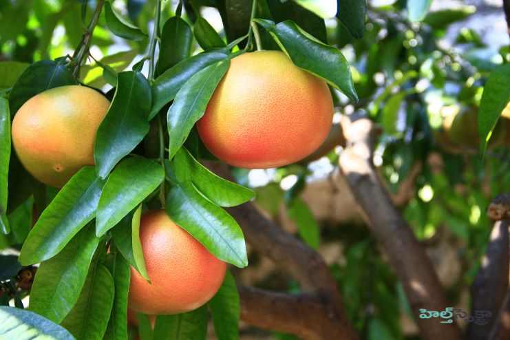 Grapefruit