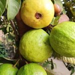 Guava